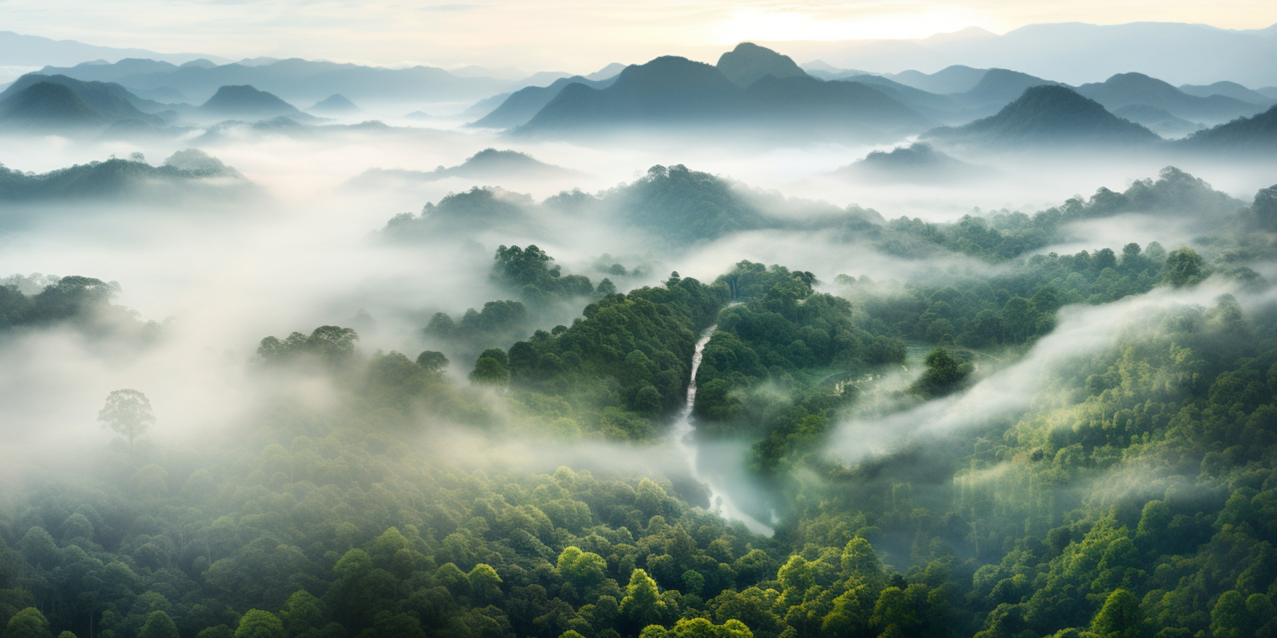 Regenwald, Nebel, Natur, grün