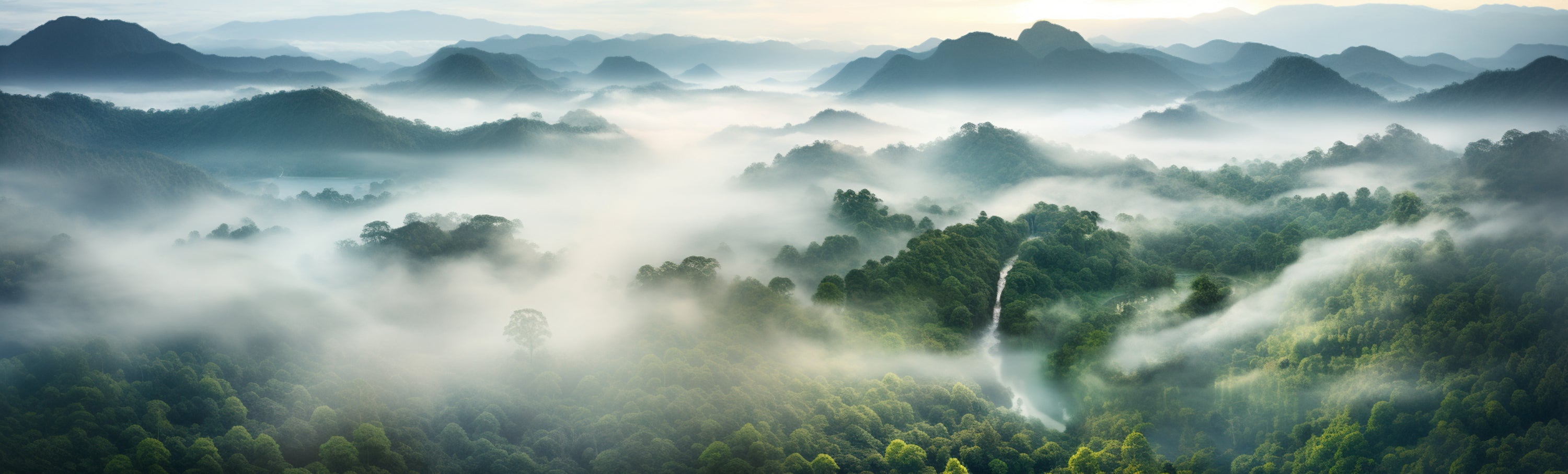 Nachhaltigkeit, Regenwald, Nebel, grün